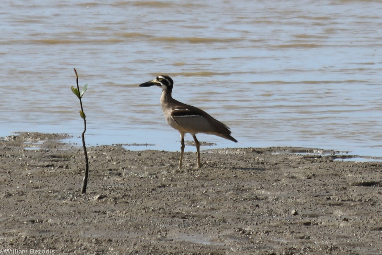 Beach Stone-curlew - Cairns Esplanade