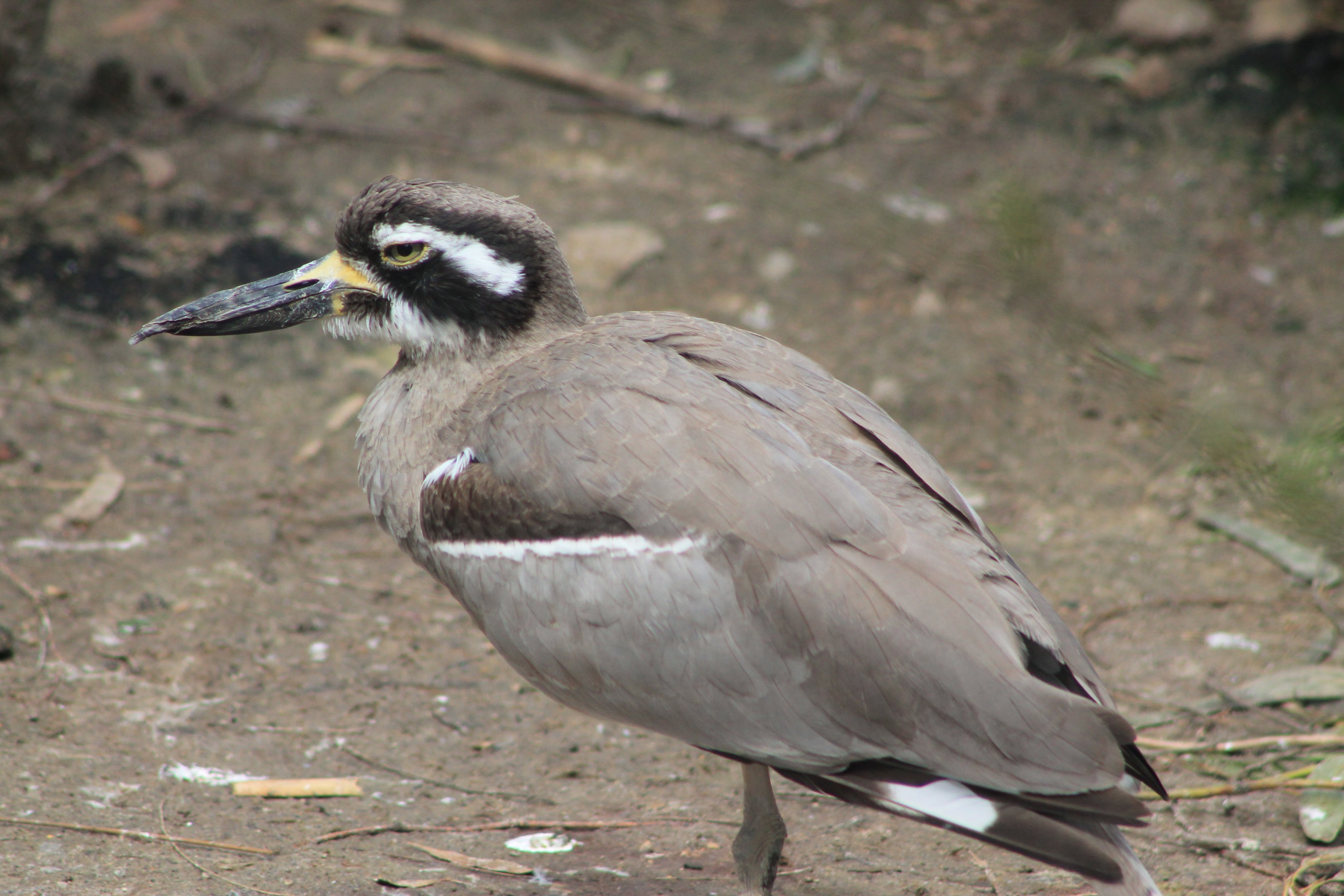 Beach Stone-Curlew (Esacus magnirostris)