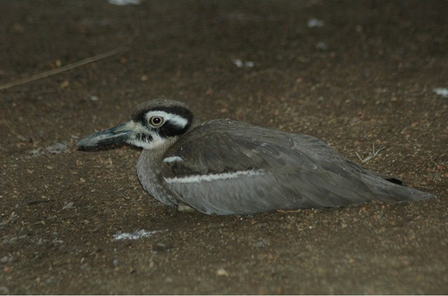 Beach Stone-Curlew
