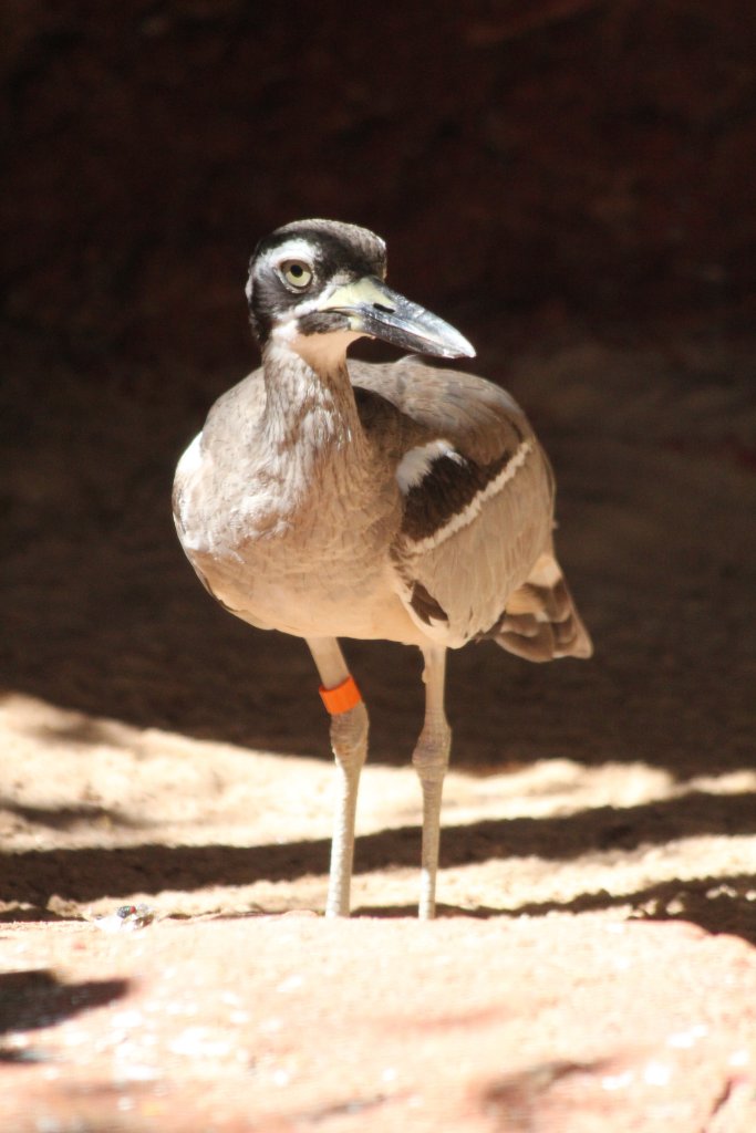 Beach Stone-curlew