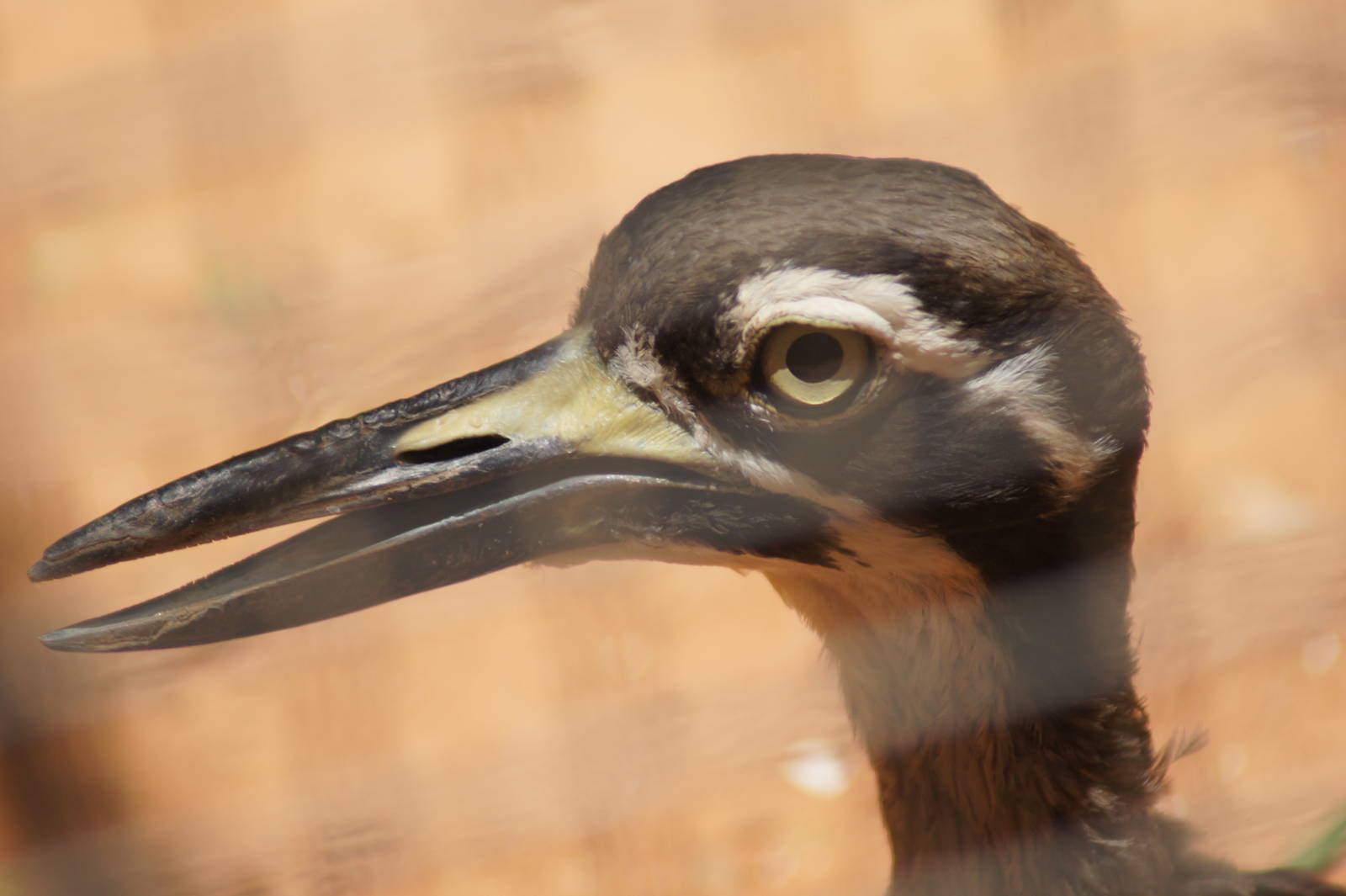 Beach stone curlew
