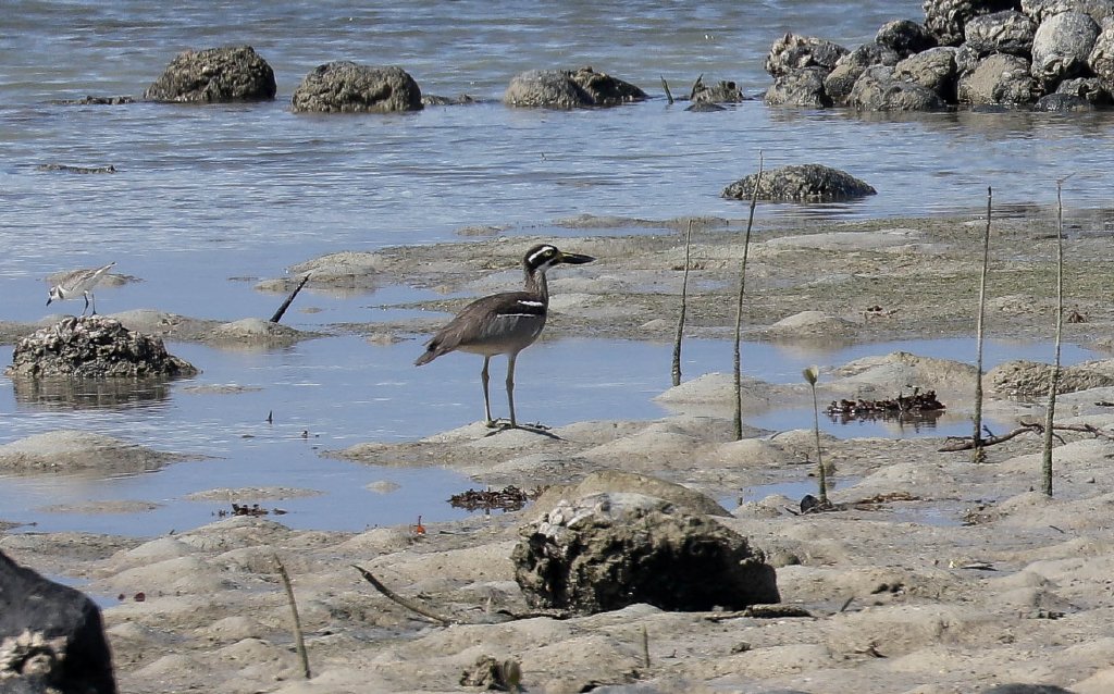 Beach Stone-curlew