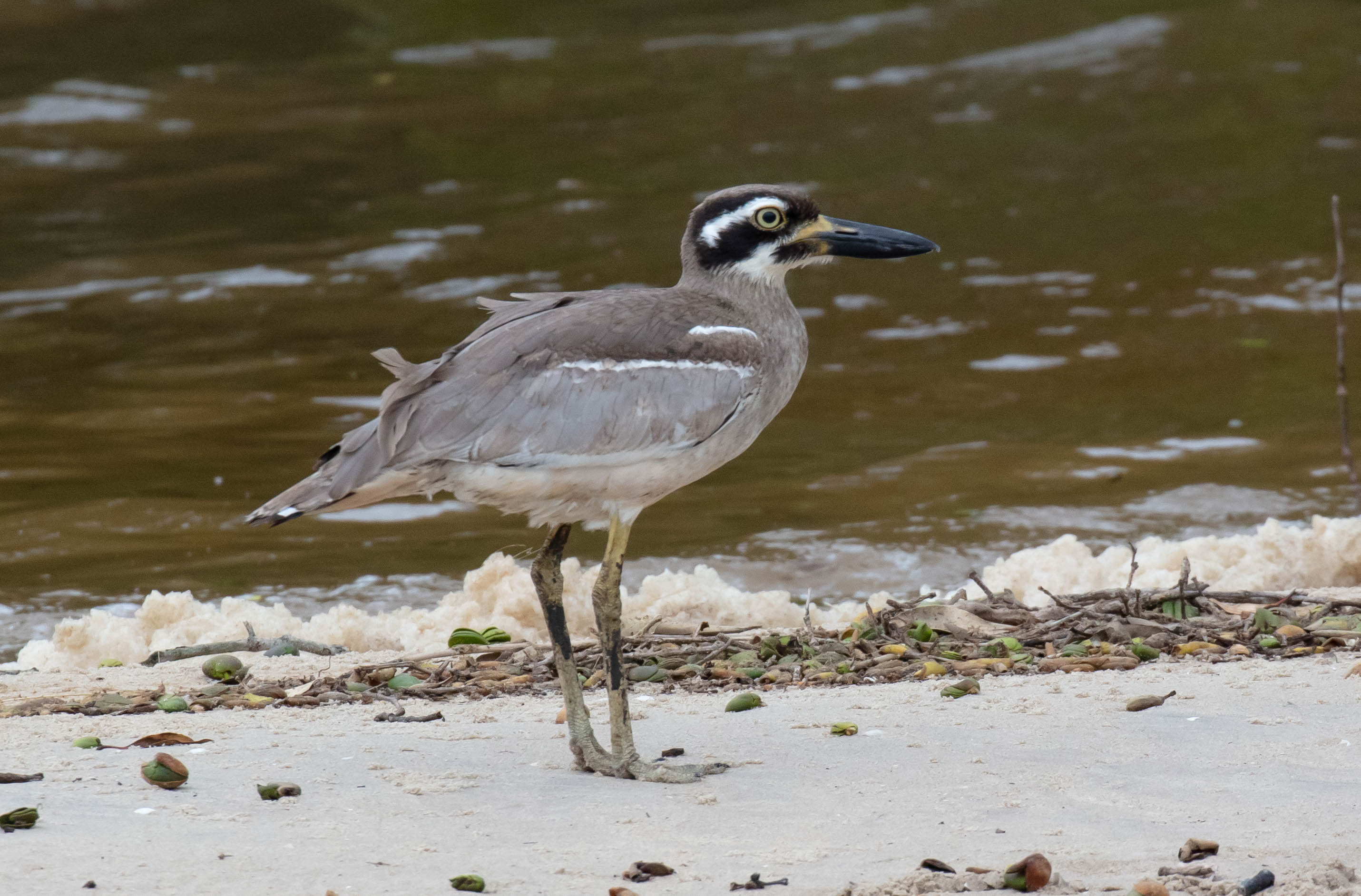 Beach Stone-curlew