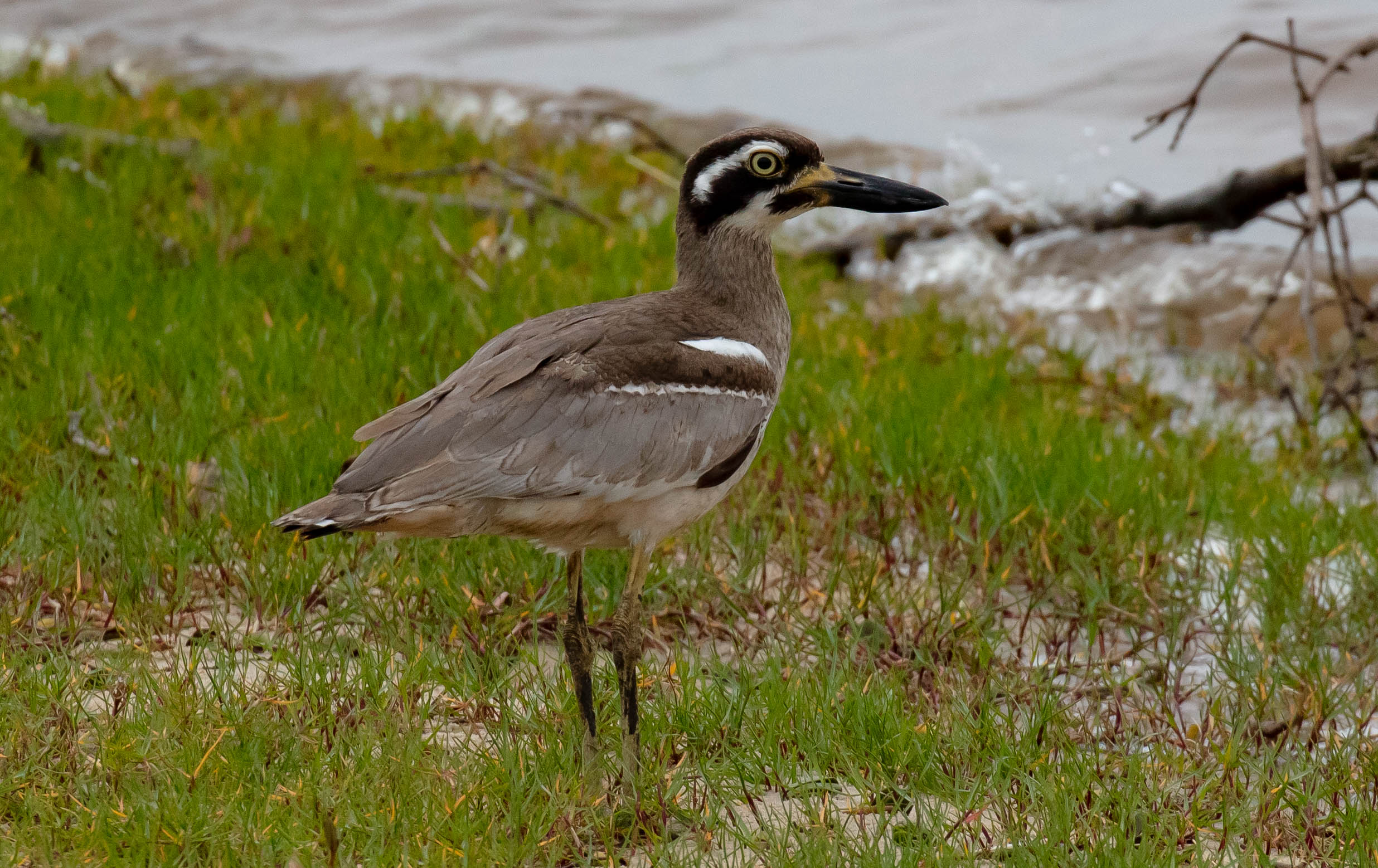 Beach Stone-curlew