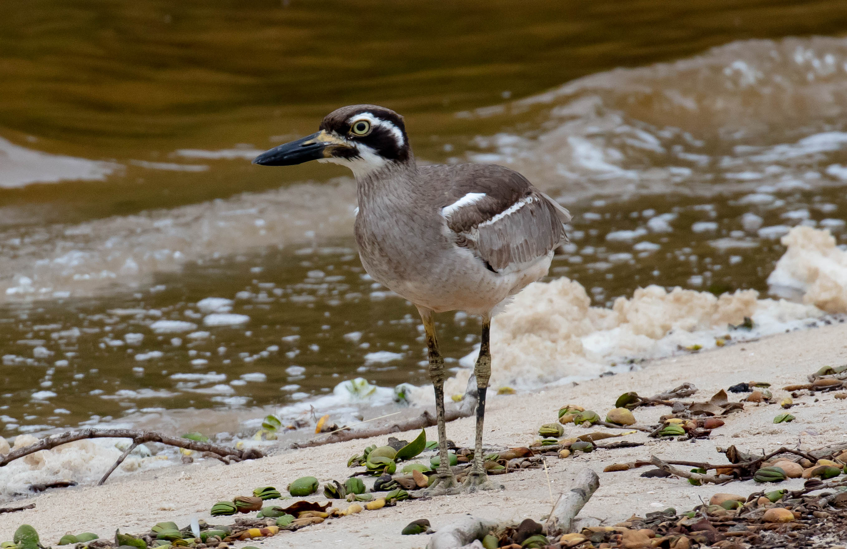 Beach Stone-curlew