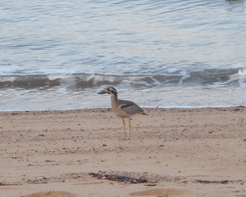 Beach Stone-Curlew