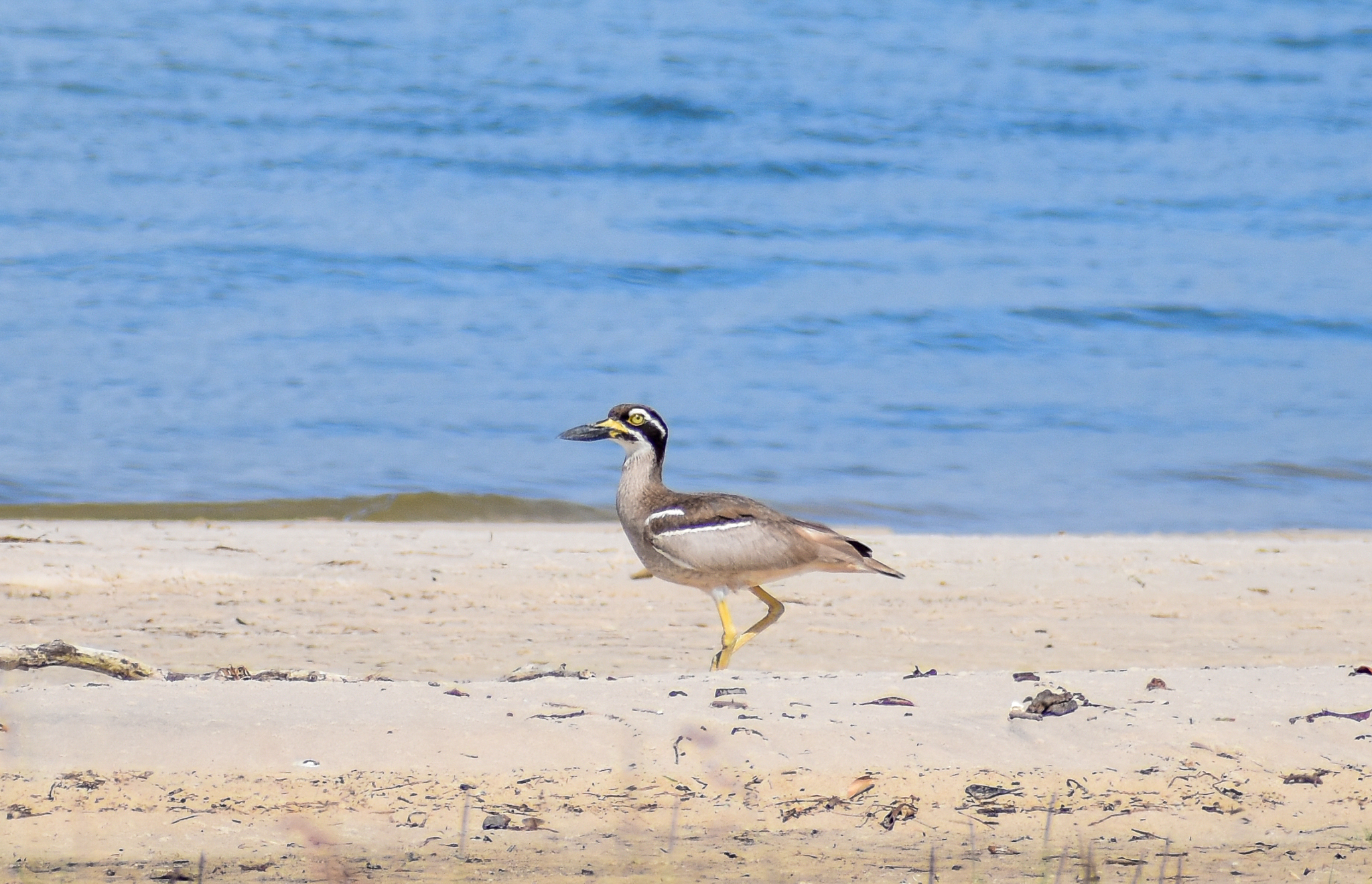 Beach Stone-Curlew