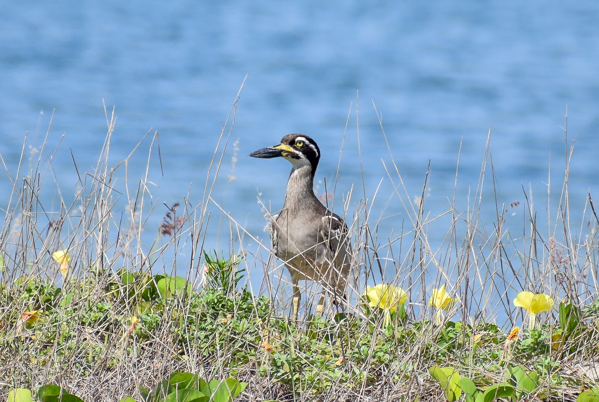 Beach Stone-Curlew