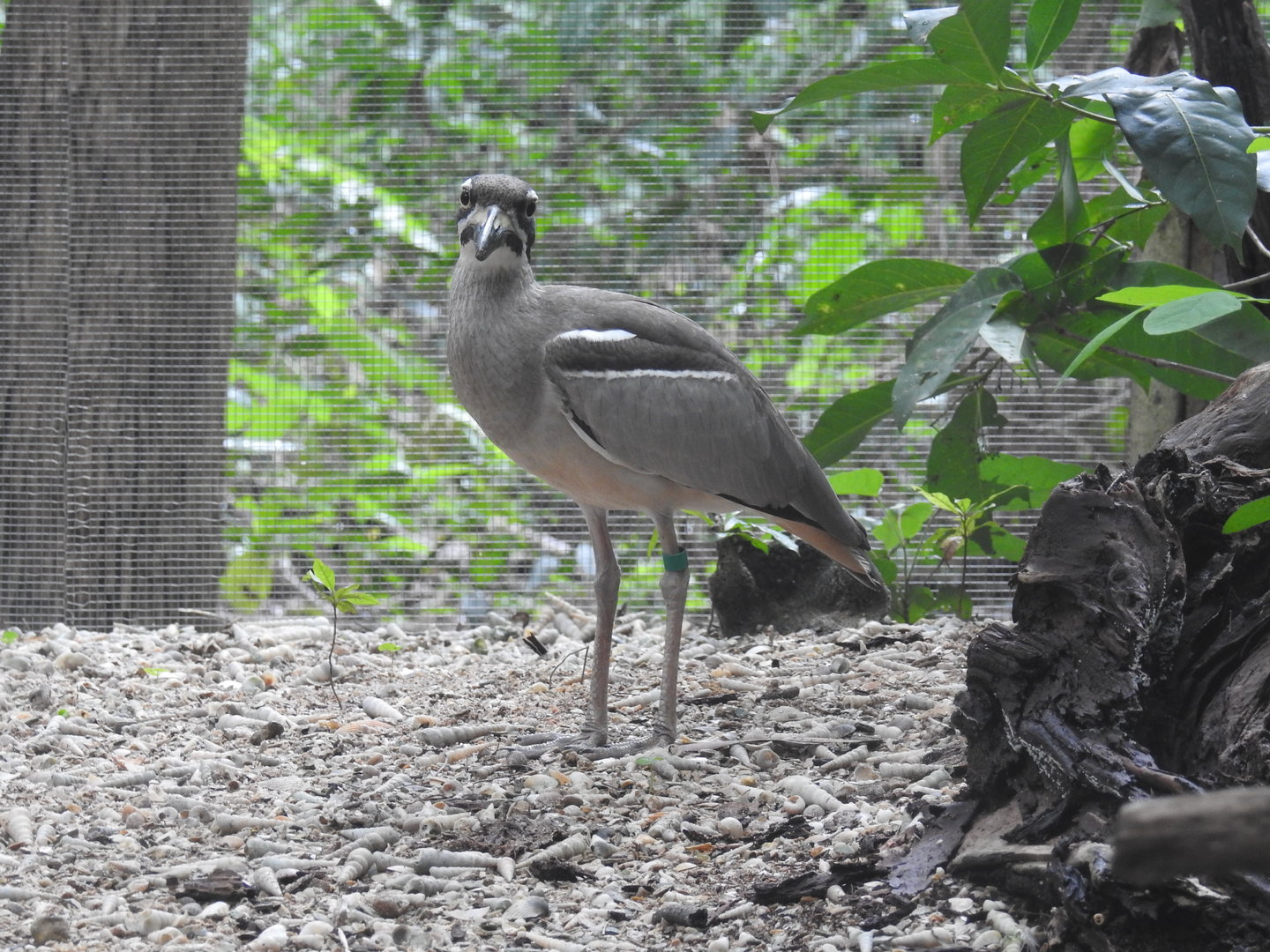 Beach Stone-Curlew