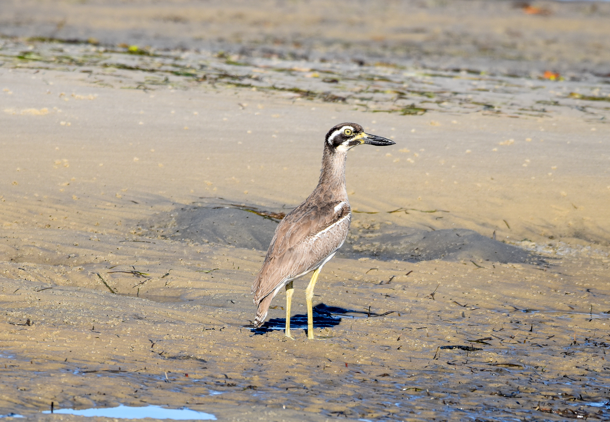 Beach Stone-Curlew