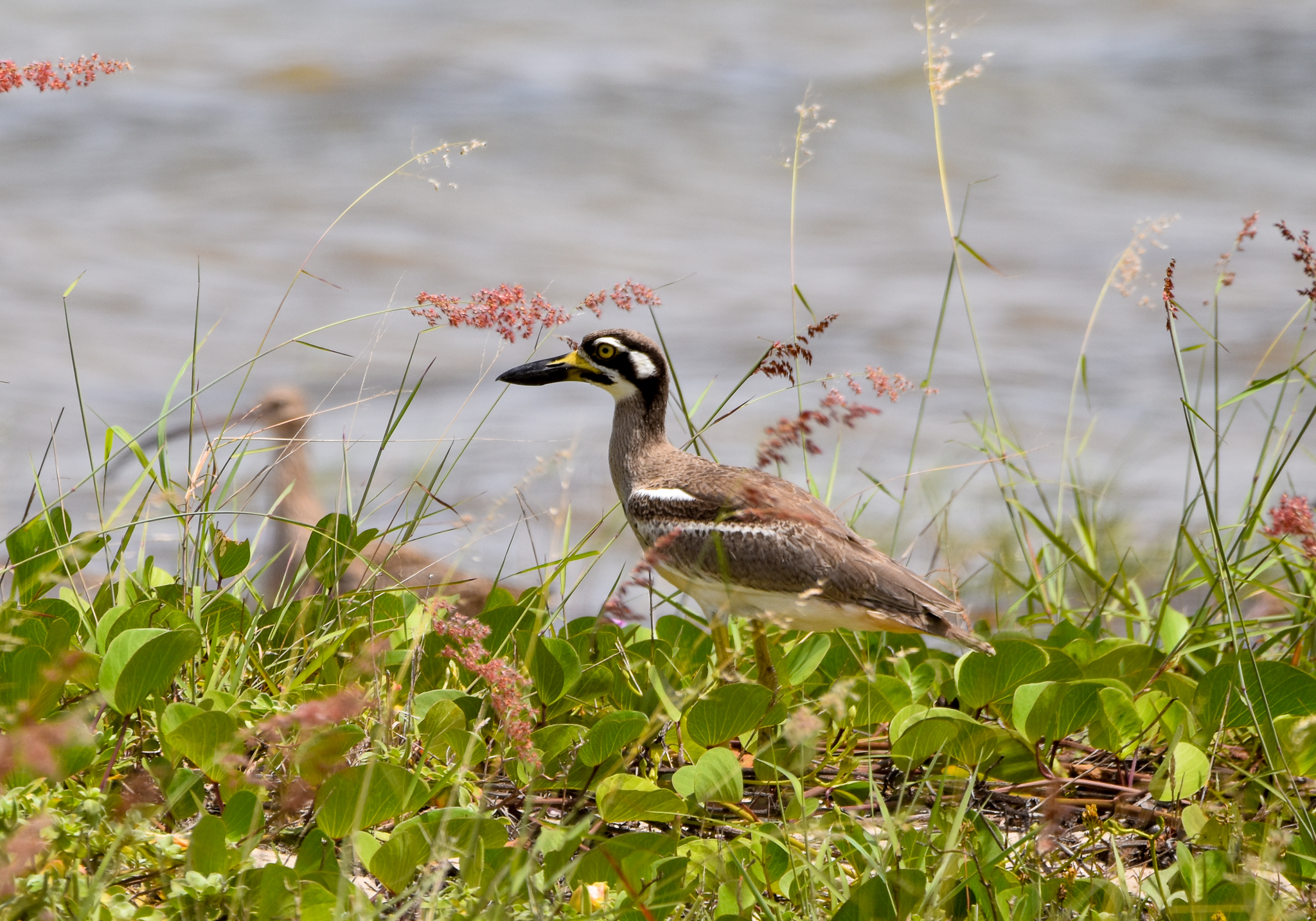 Beach Stone-Curlew