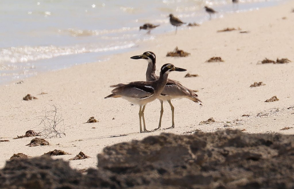 Beach Stone-curlews
