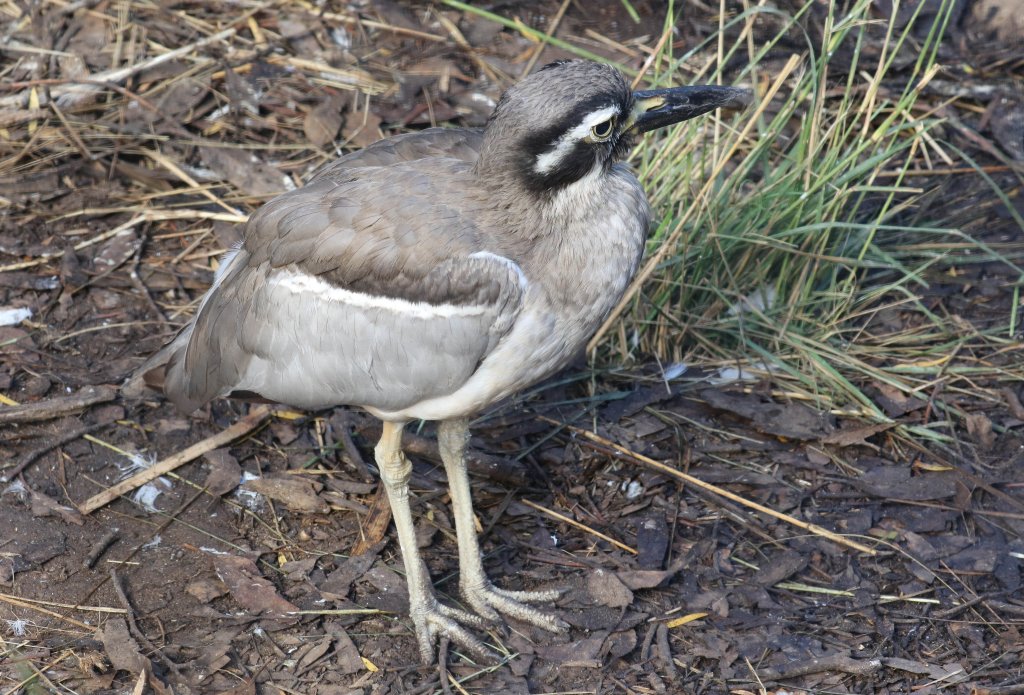 Beach Stonecurlew
