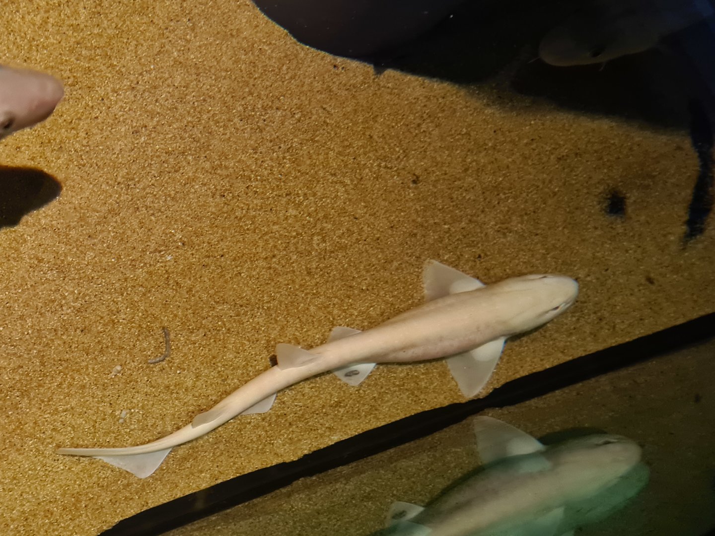Beach tank - Albino (!!!) small-spotted catshark