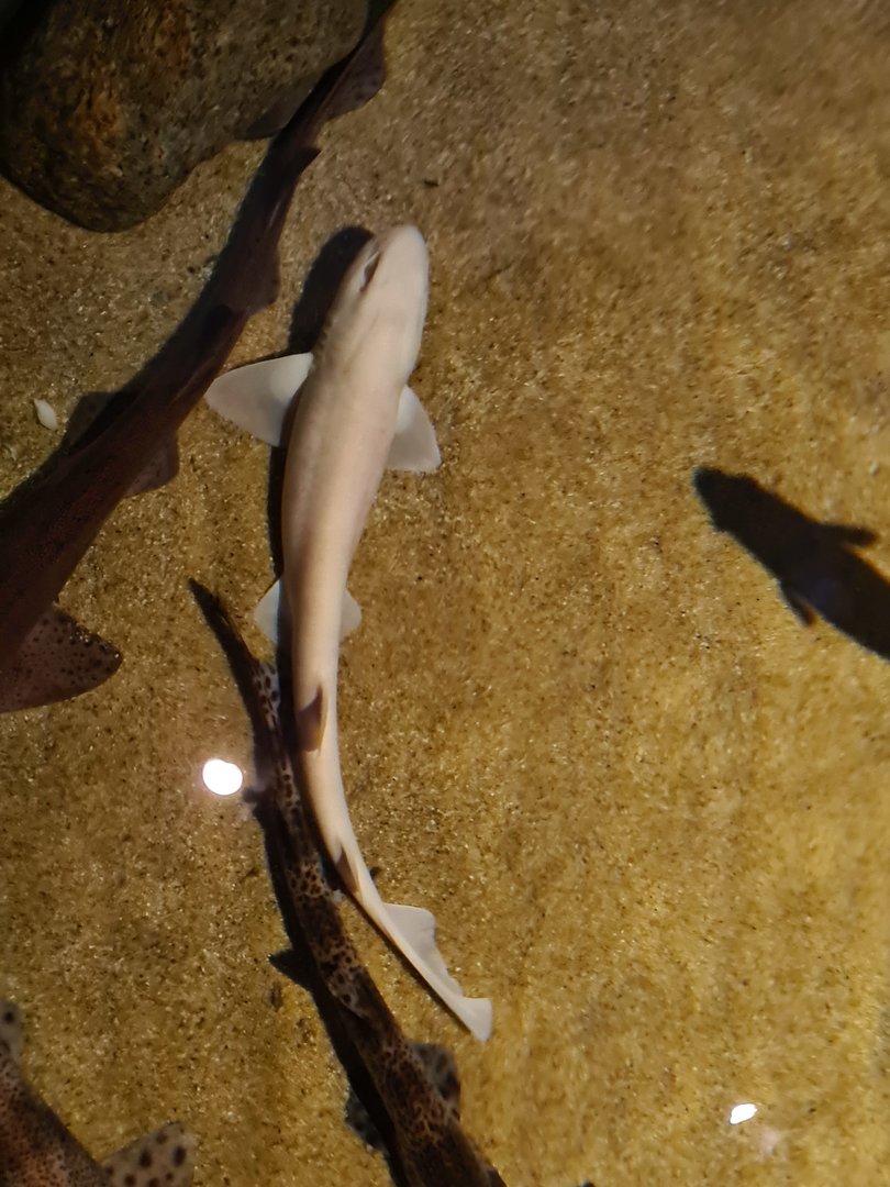 Beach tank - Albino (!!!) small-spotted catshark