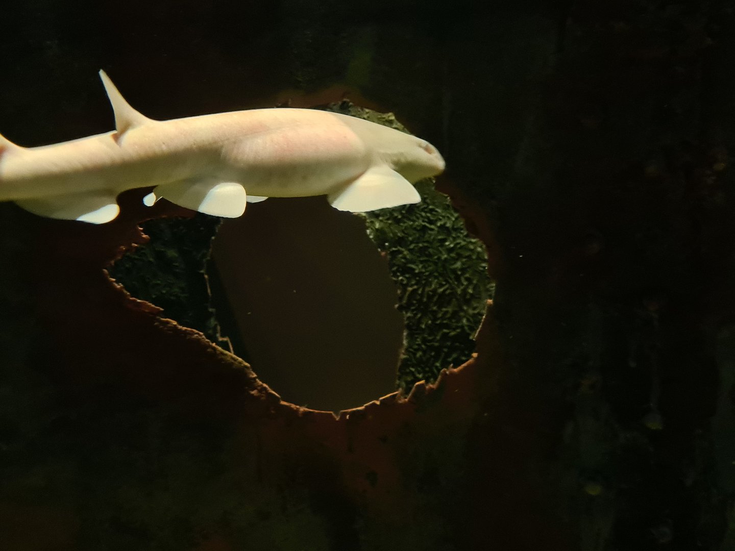 Beach tank - Albino (!!!) small-spotted catshark