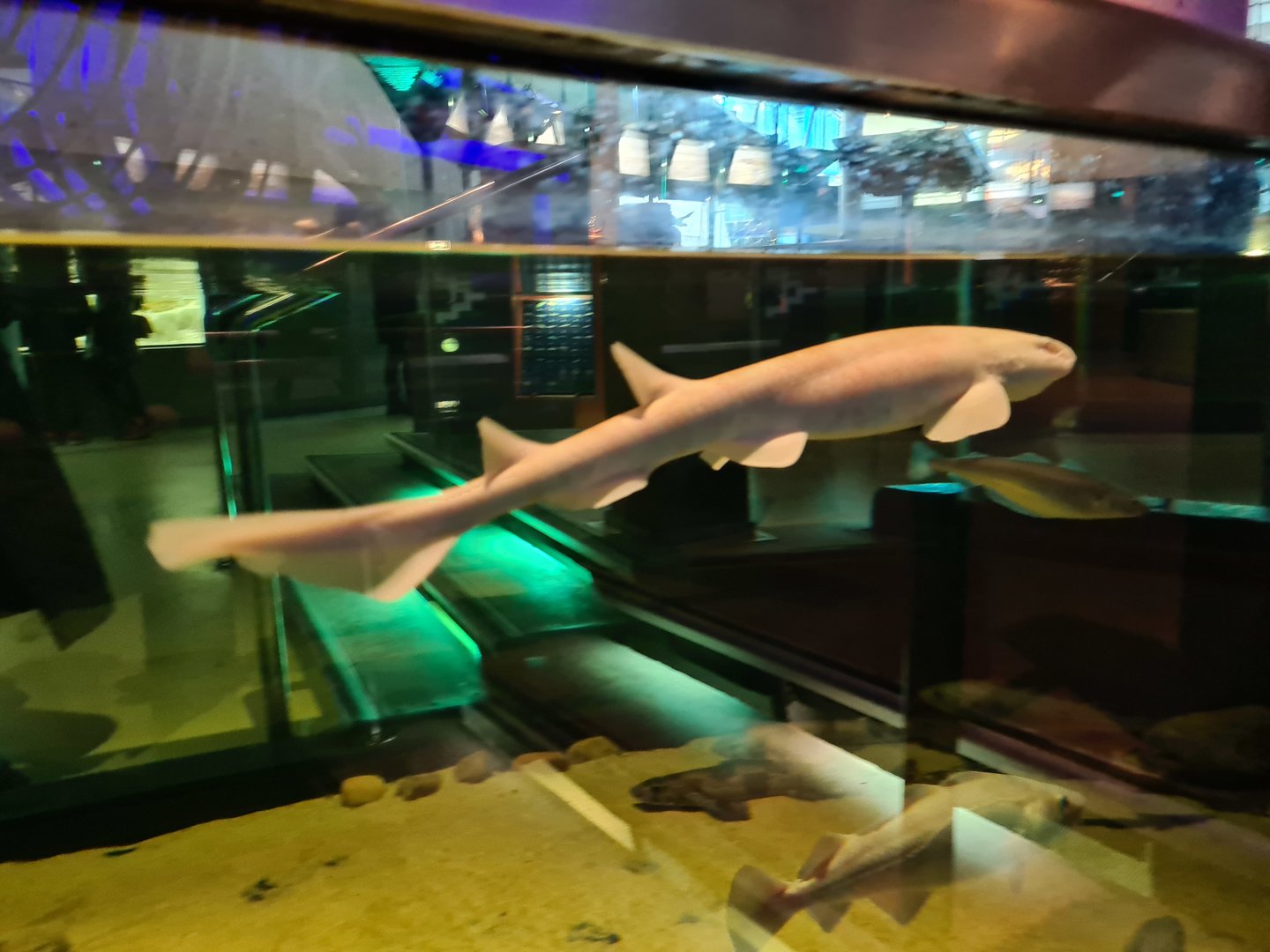 Beach tank - Albino (!!!) small-spotted catshark