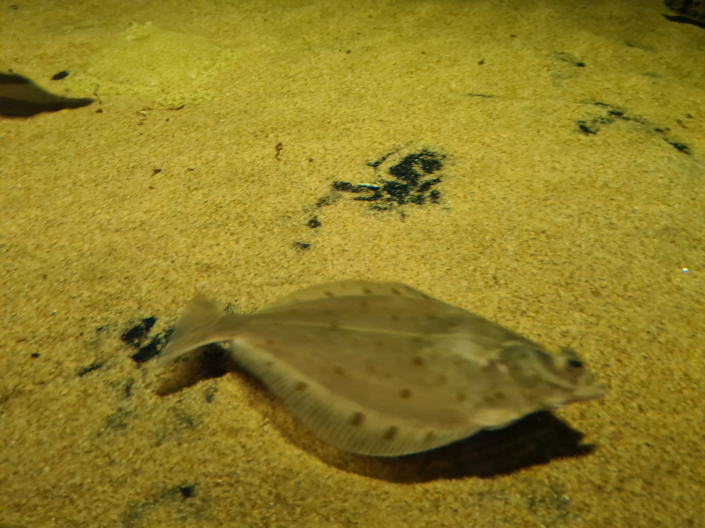 Beach tank - European flounder