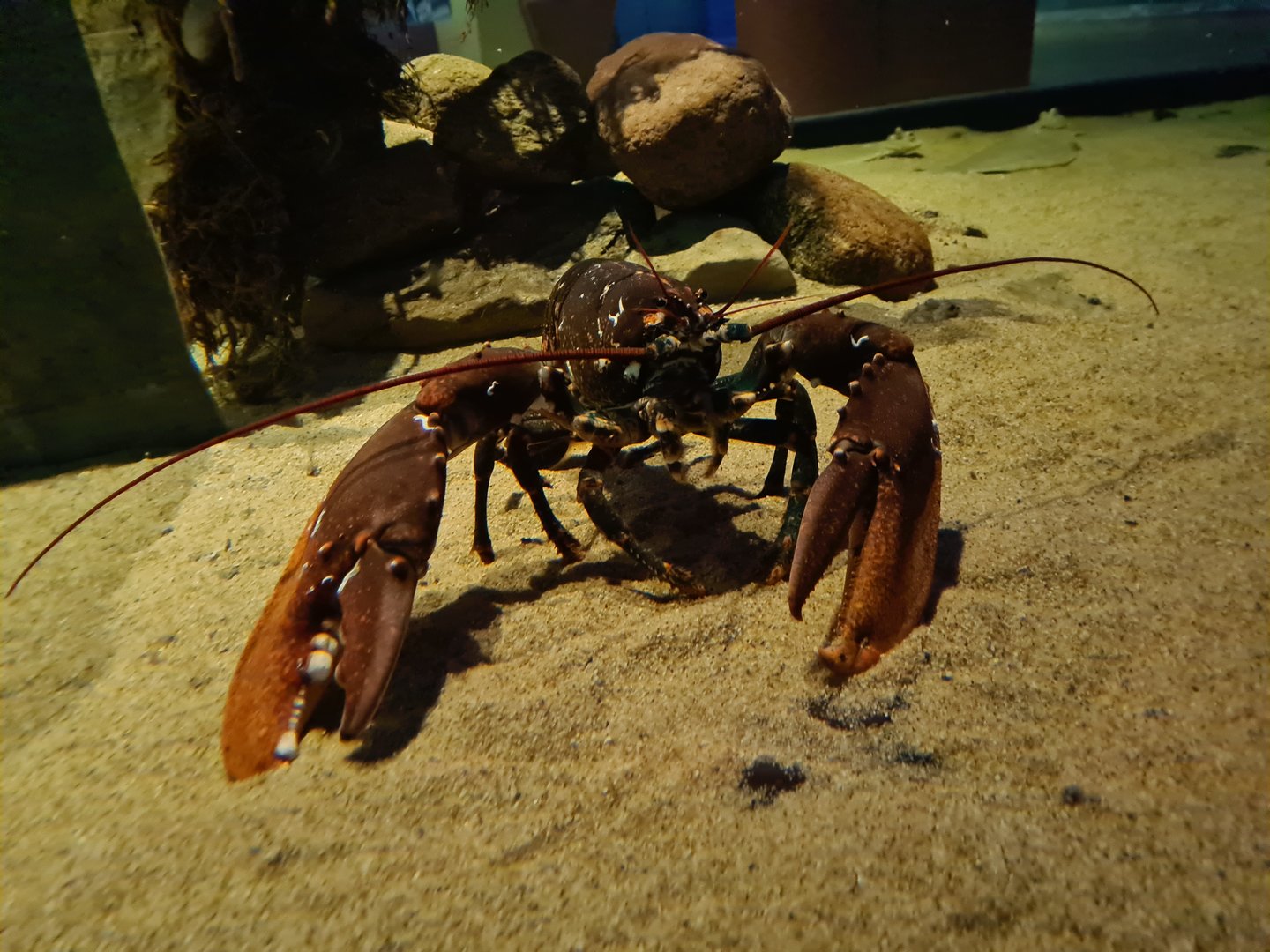 Beach tank - European lobster