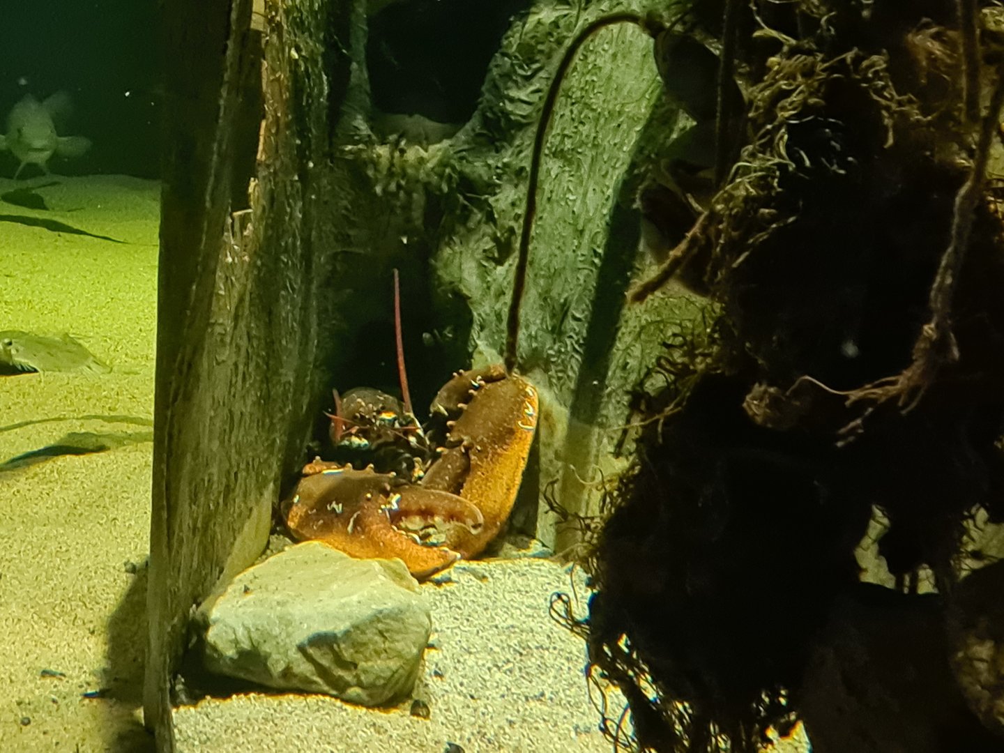 Beach tank - European lobster