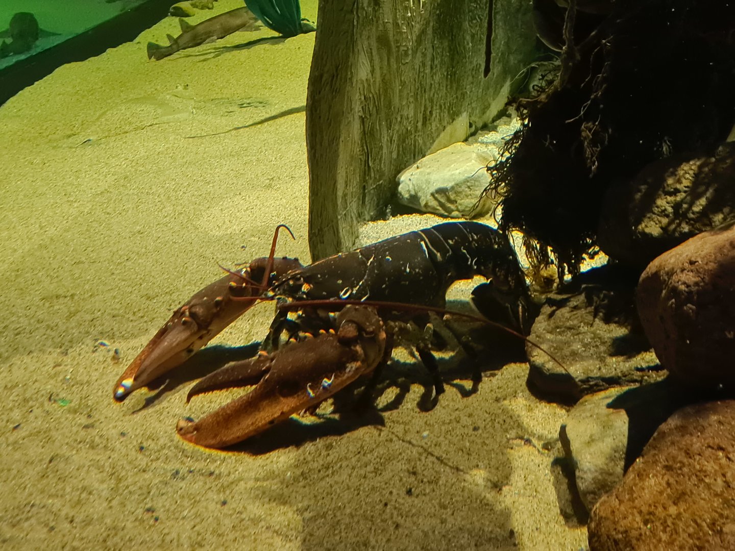 Beach tank - European lobster