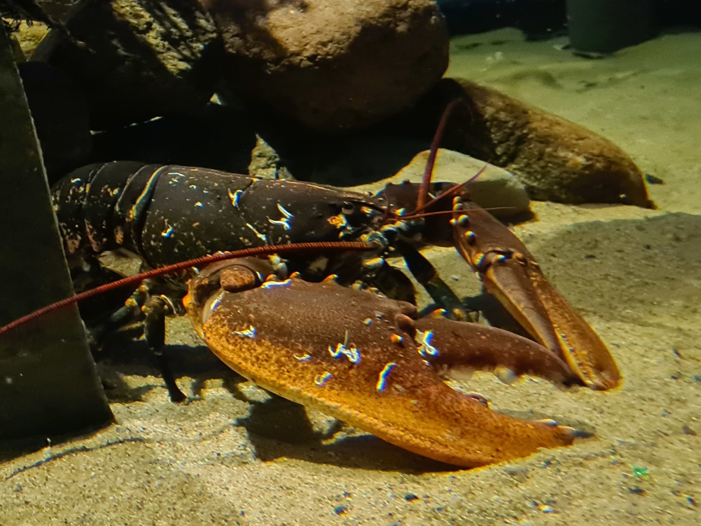 Beach tank - European lobster
