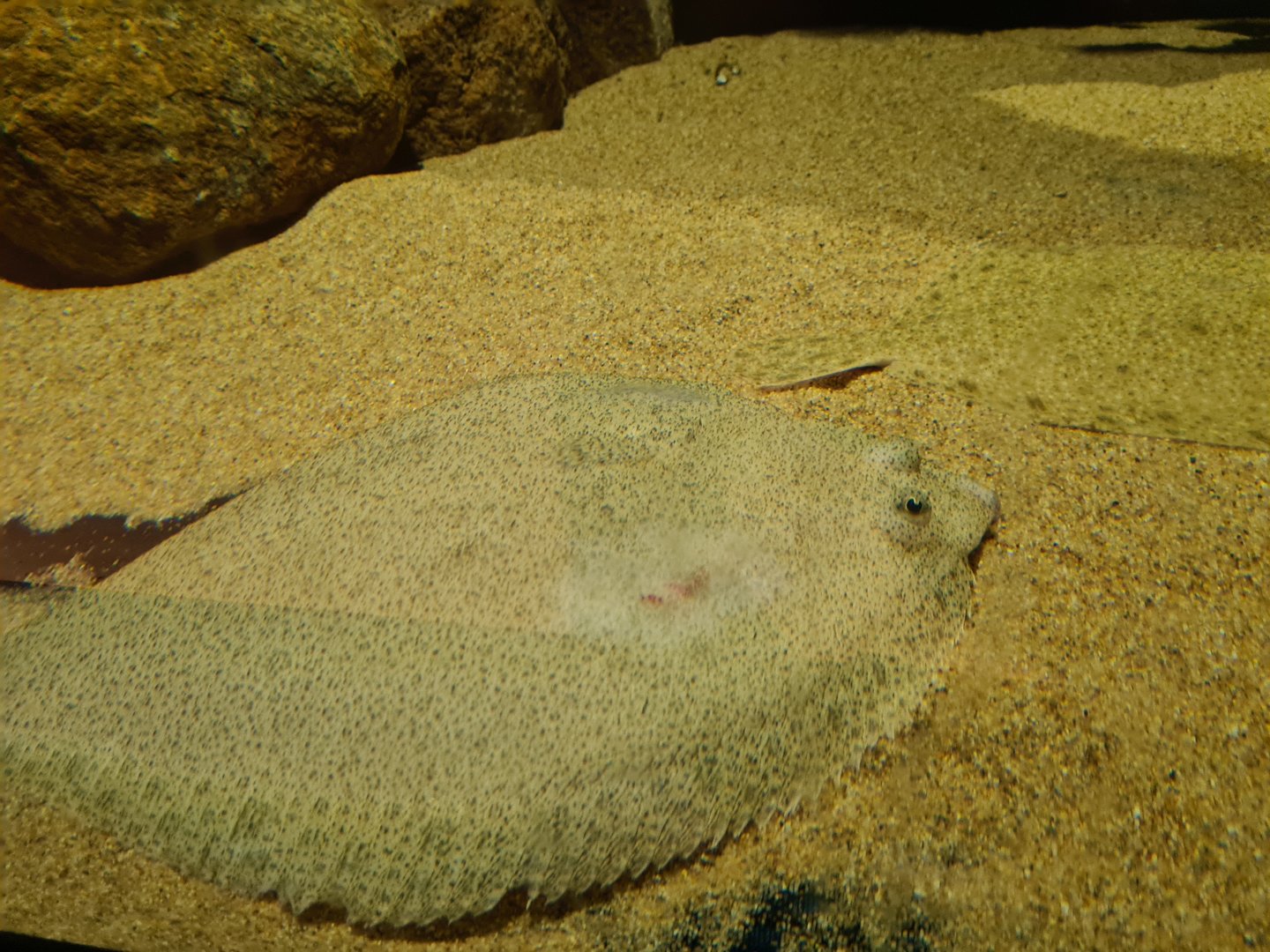 Beach tank - Large plaice (slightly wounded)