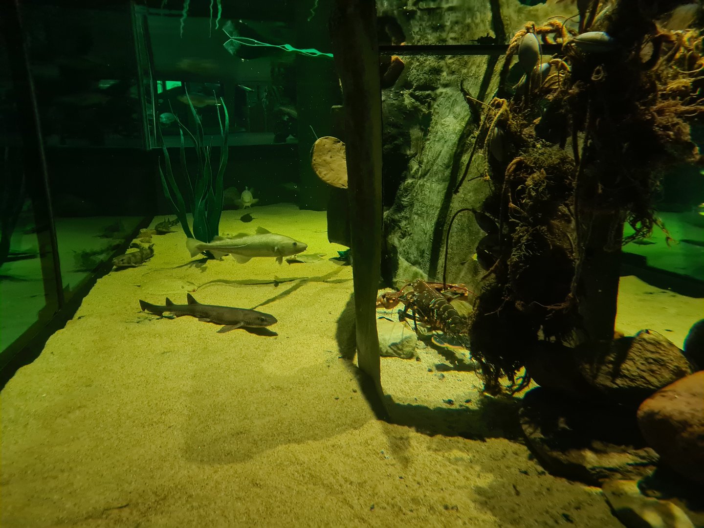 Beach tank - Multiple species