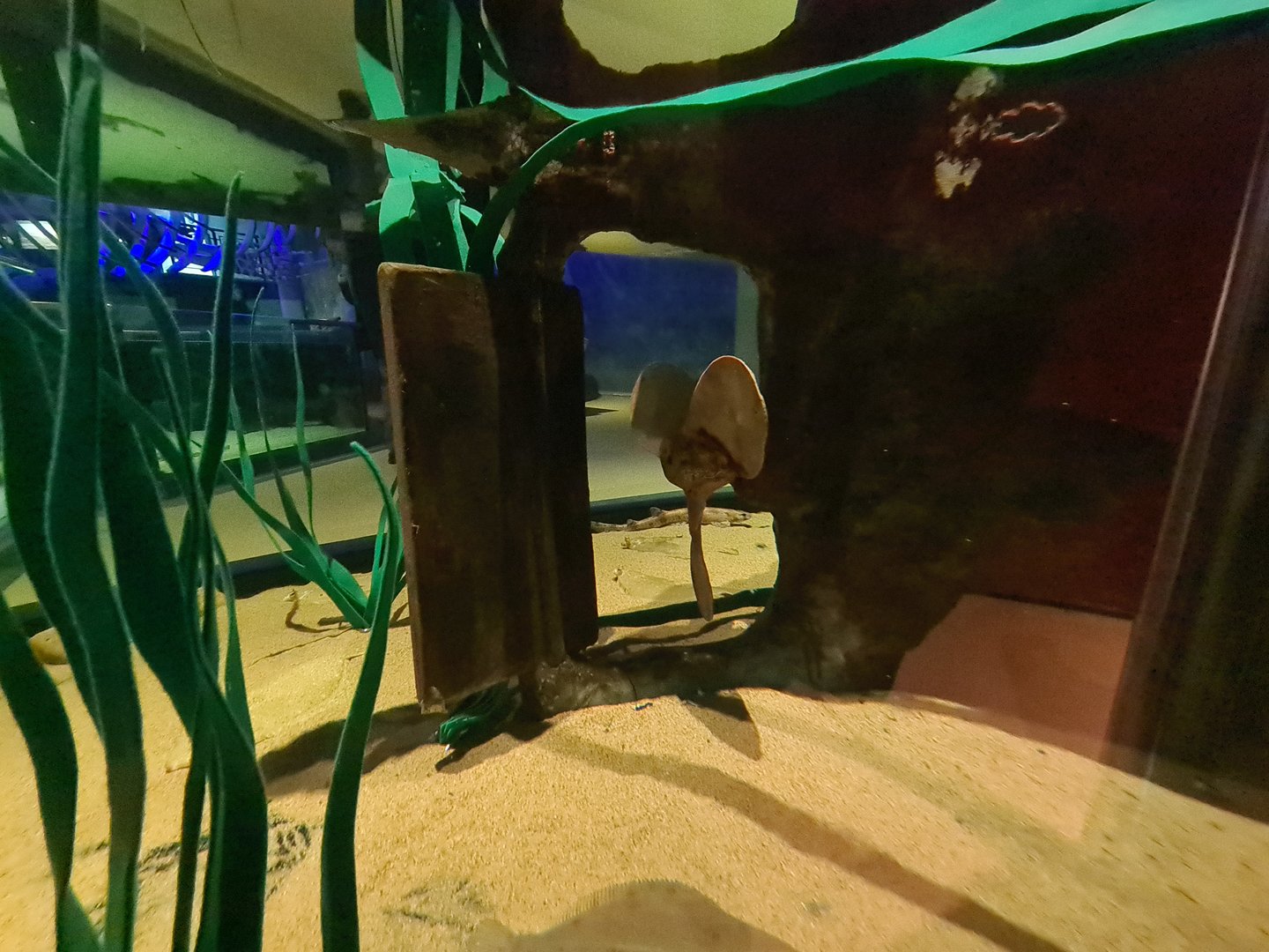 Beach tank - Shipwreck