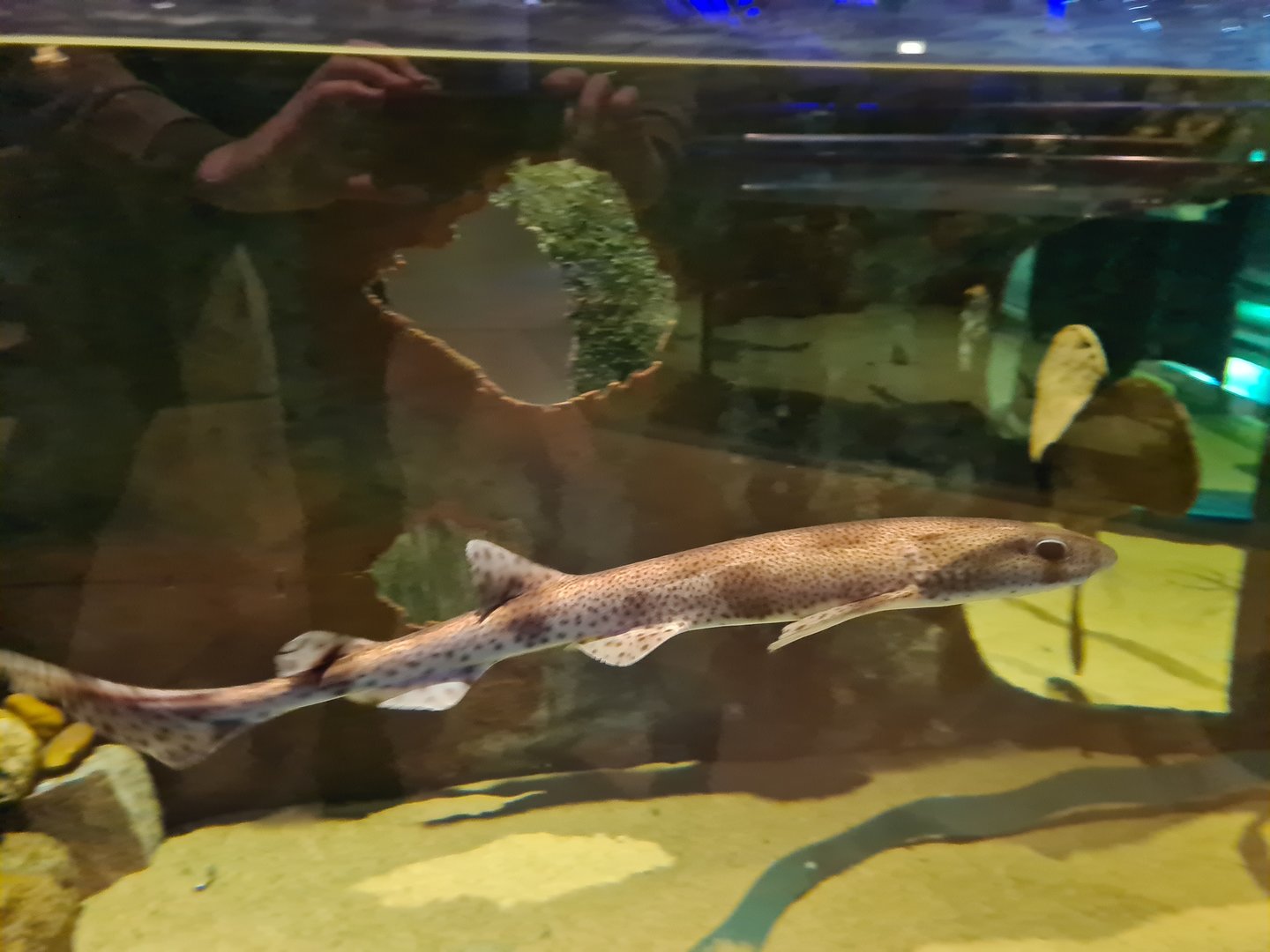 Beach tank - Small-spotted catshark