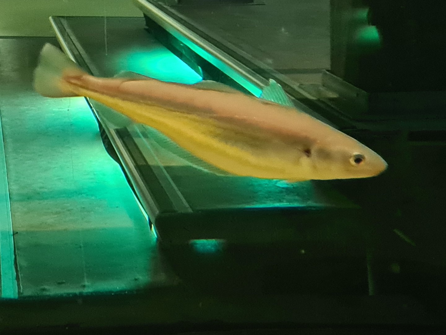 Beach tank - Whiting