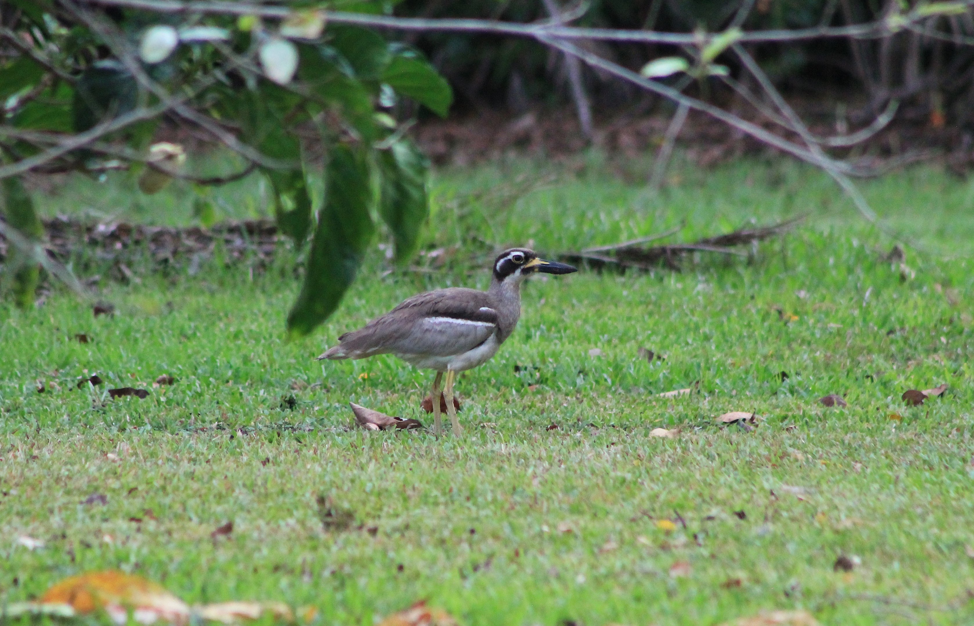 Beach Thick-knee (Esacus neglectus)