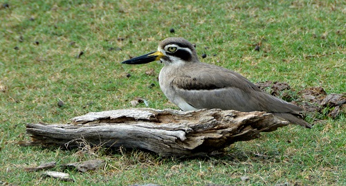 Beach thick-knee