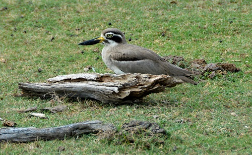 Beach thick-knee