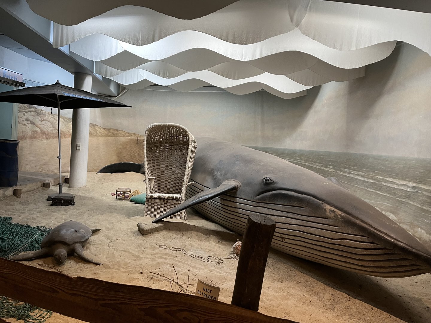 Beached whale outside Ocean 6.7.23