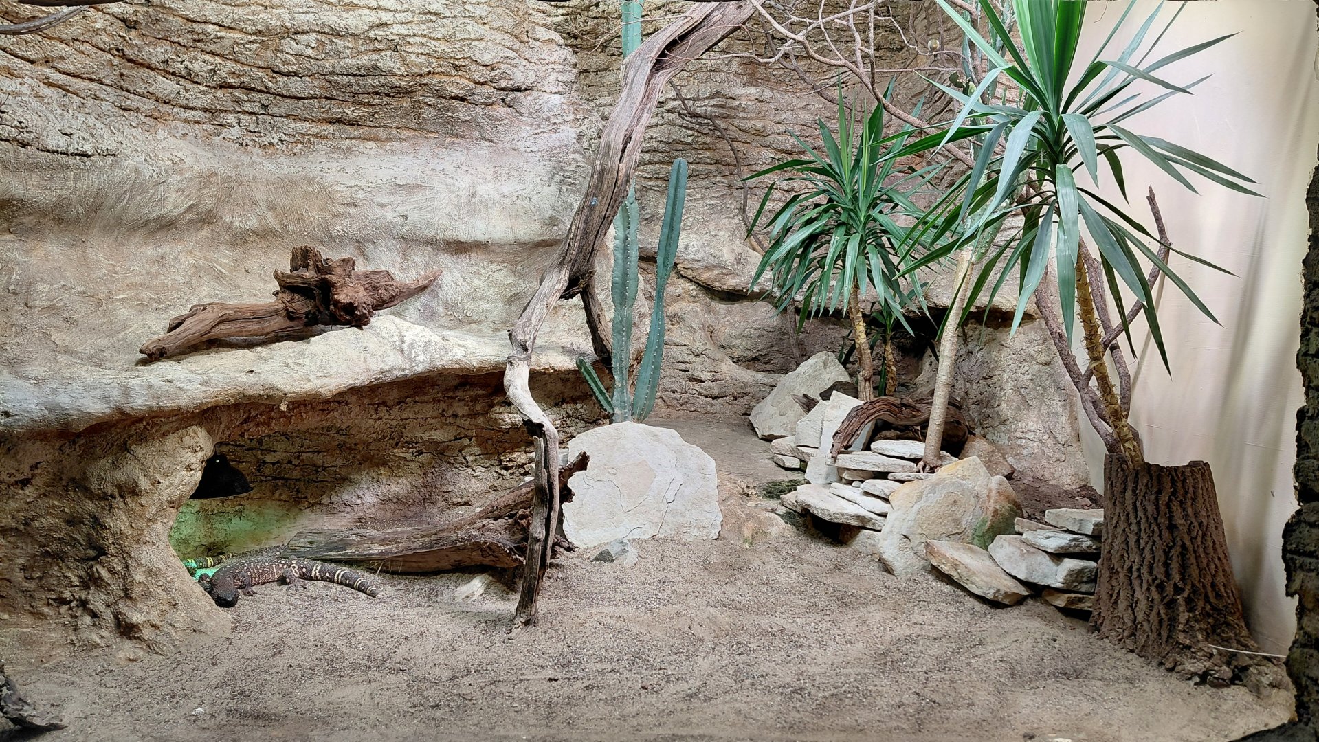 Beaded lizard and grassquit exhibit