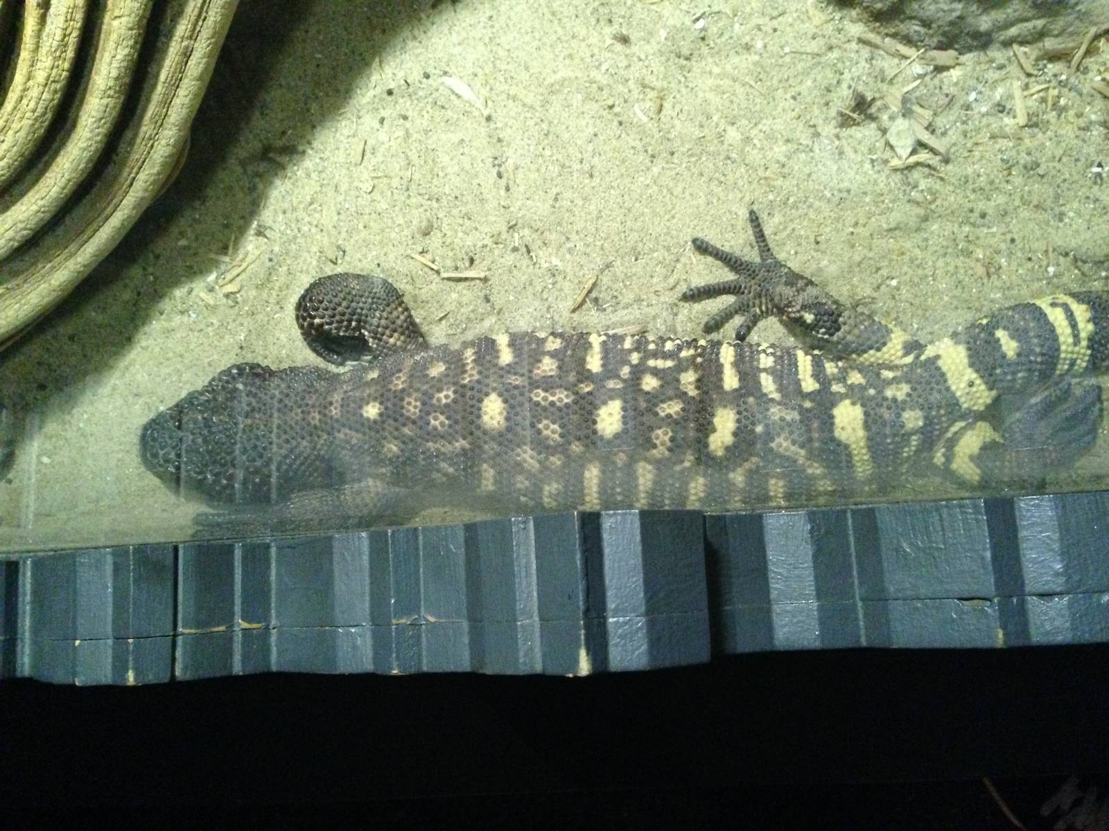 Beaded Lizard at Blue Planet Aquarium - 05/10/2013