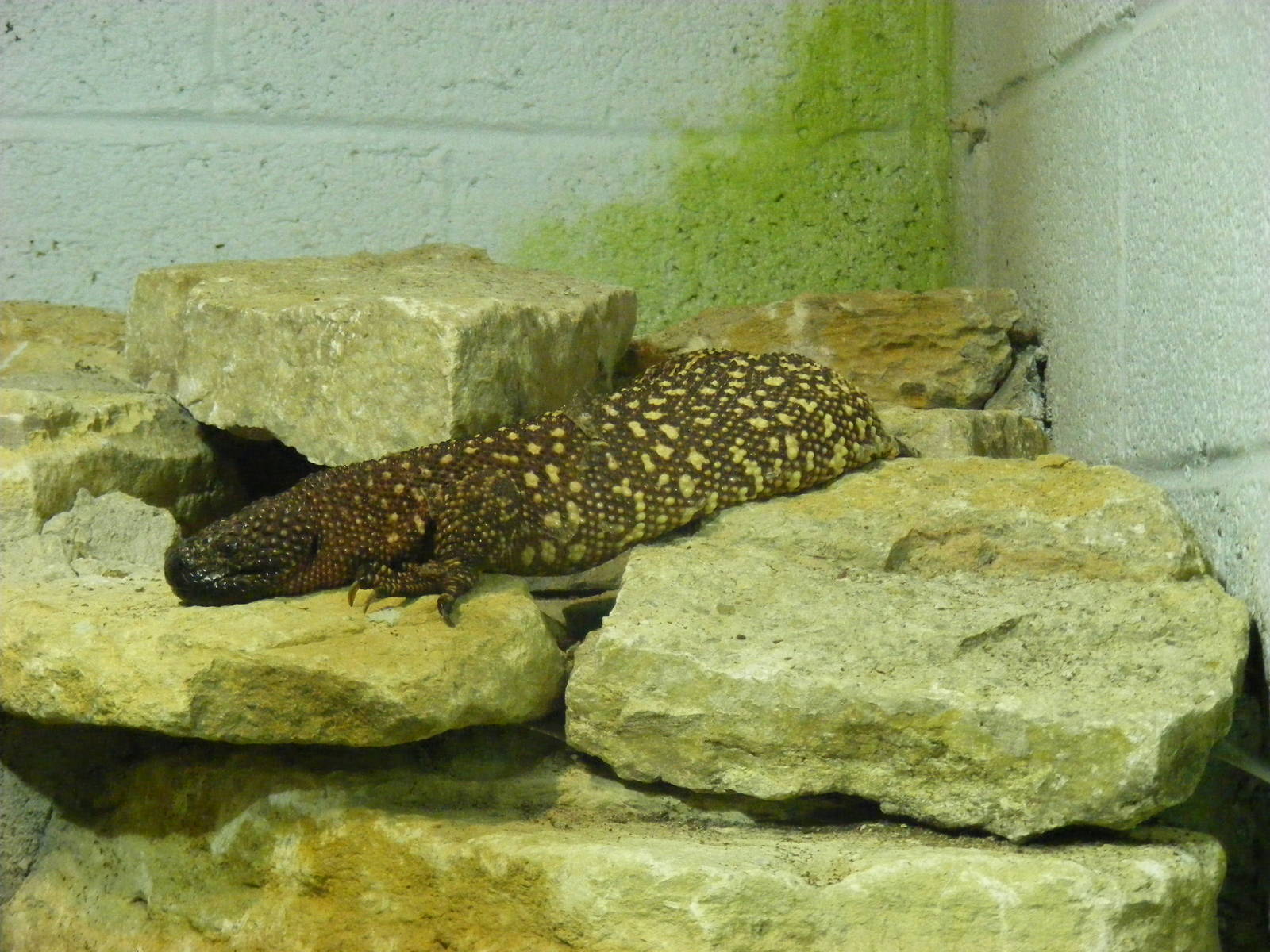 Beaded lizard at Marwell Wildlife, 30 October 2010