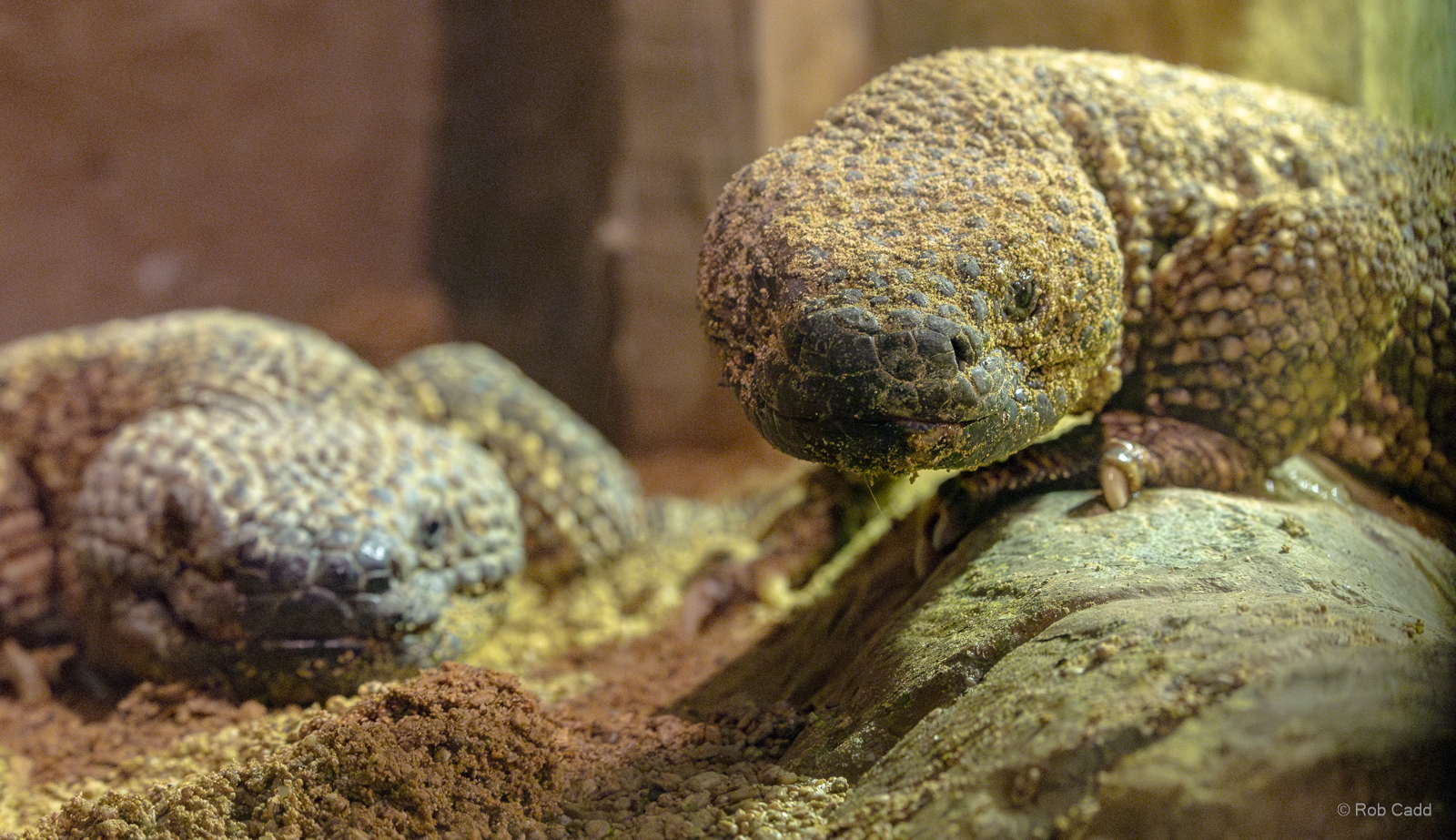Beaded lizard : Cotswold WP : 02 Aug 2024