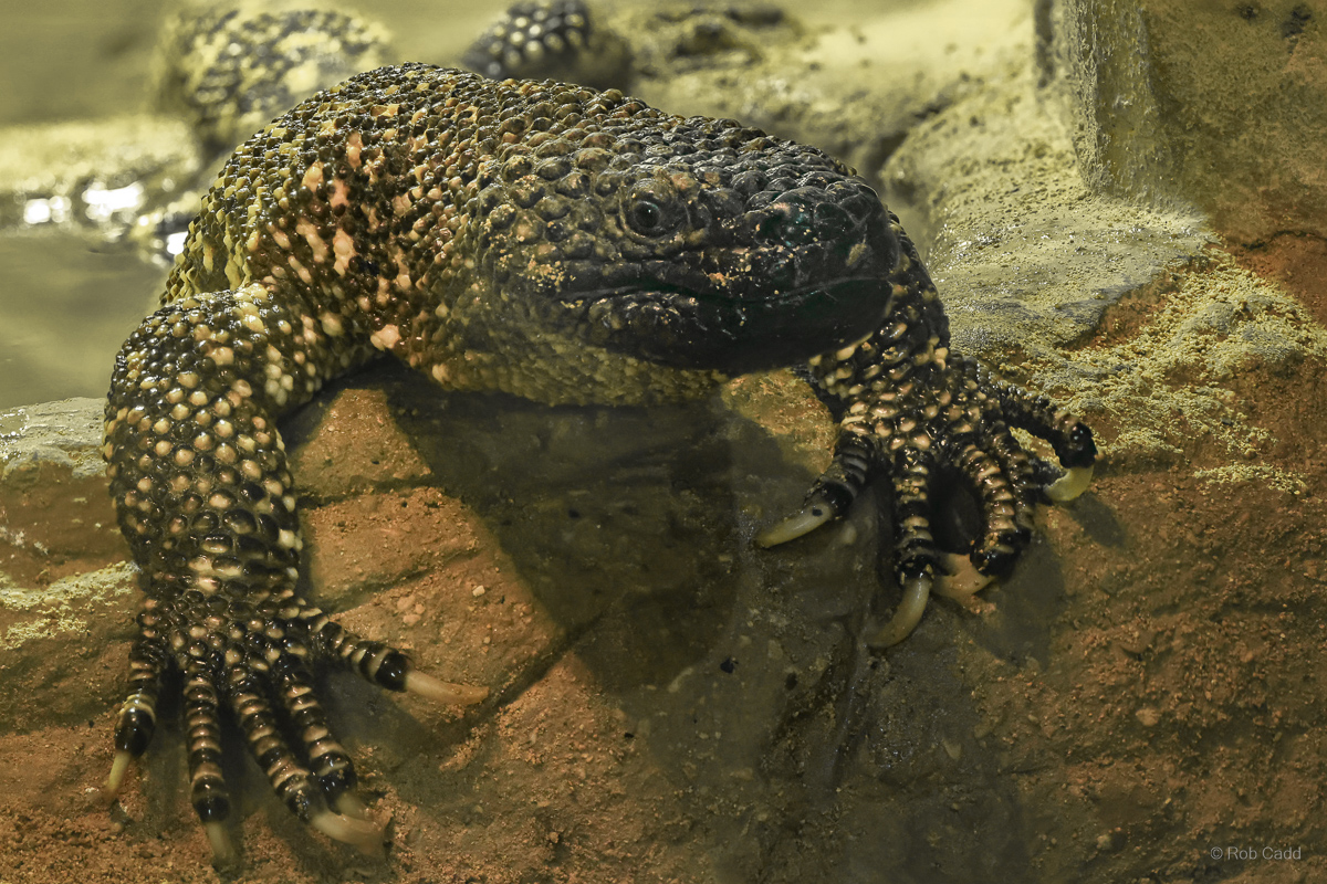 Beaded lizard : Cotswold WP : 04 Jul 2025