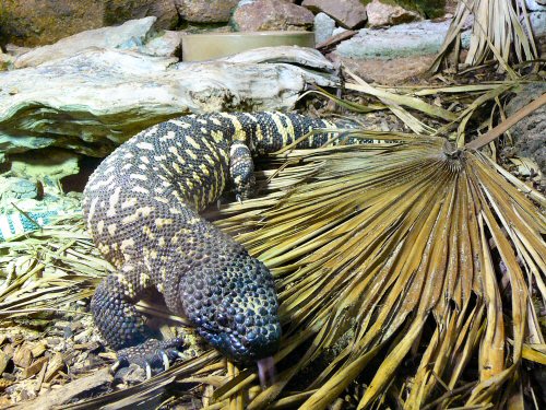 Beaded lizard Durrell/Jersey