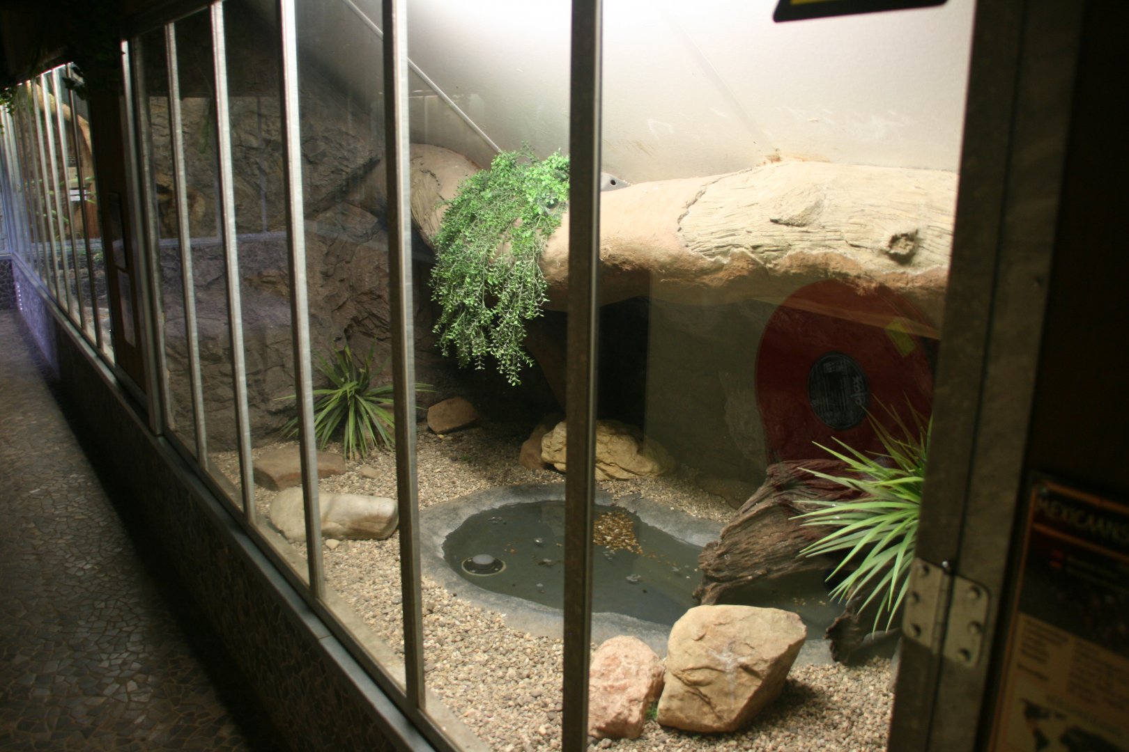 Beaded lizard enclosure