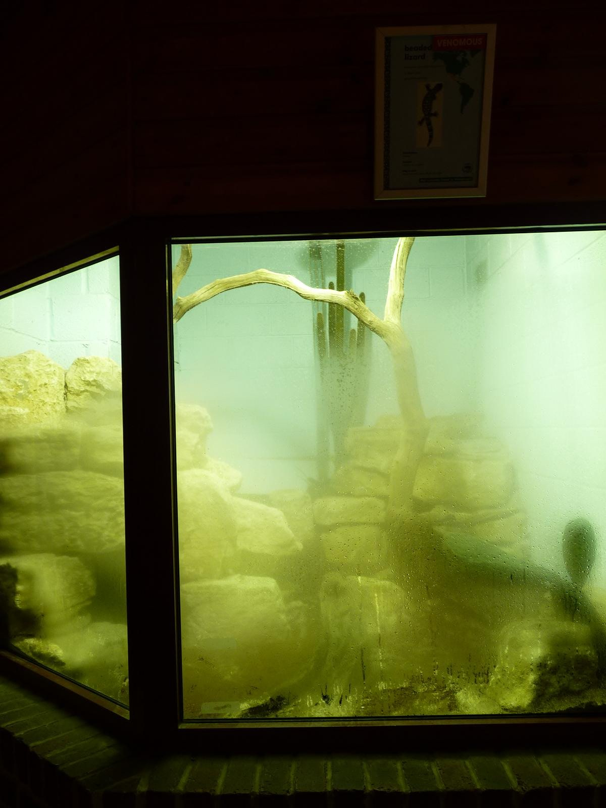 Beaded Lizard Enclosure