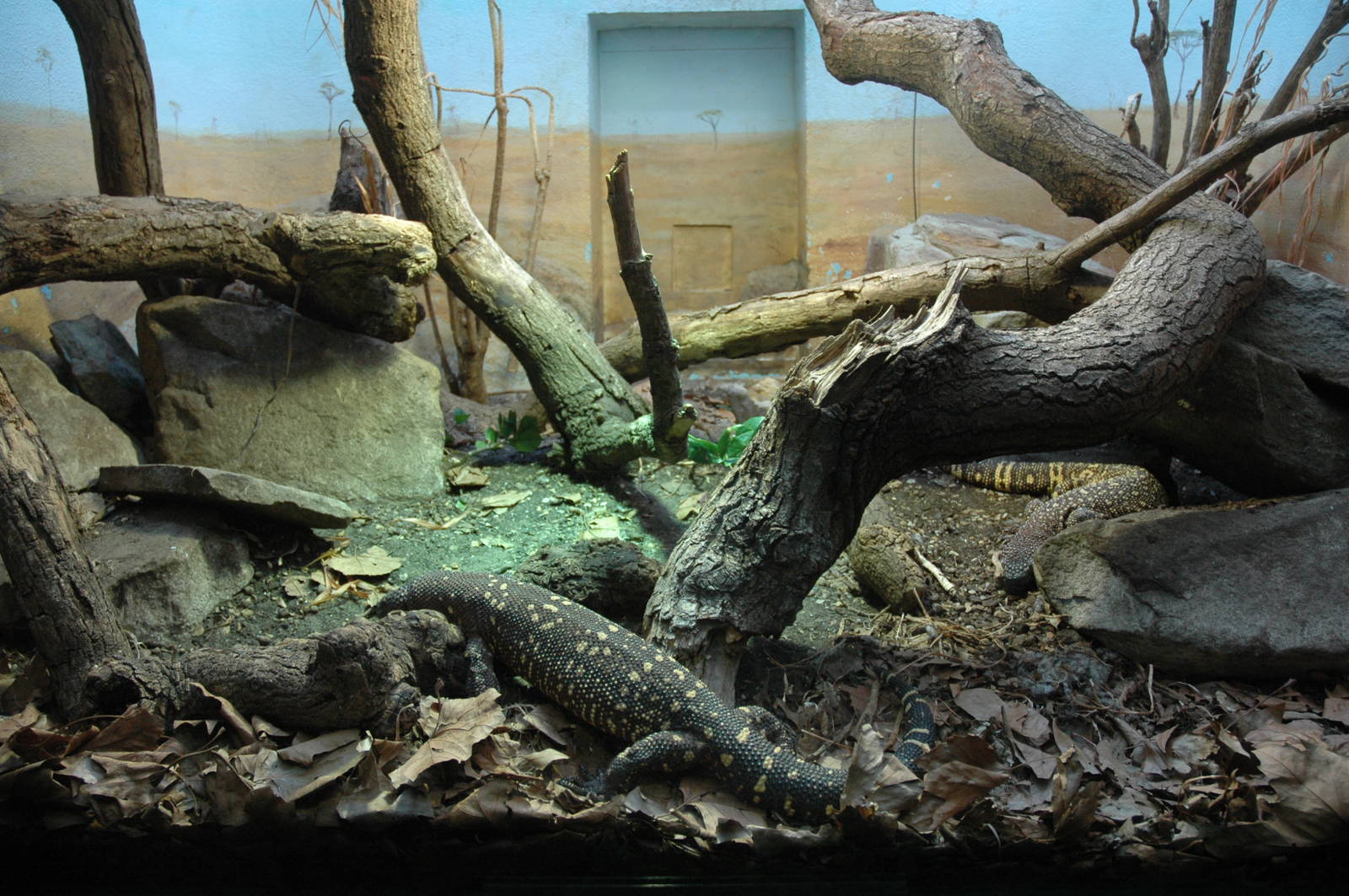 Beaded Lizard Enclosure