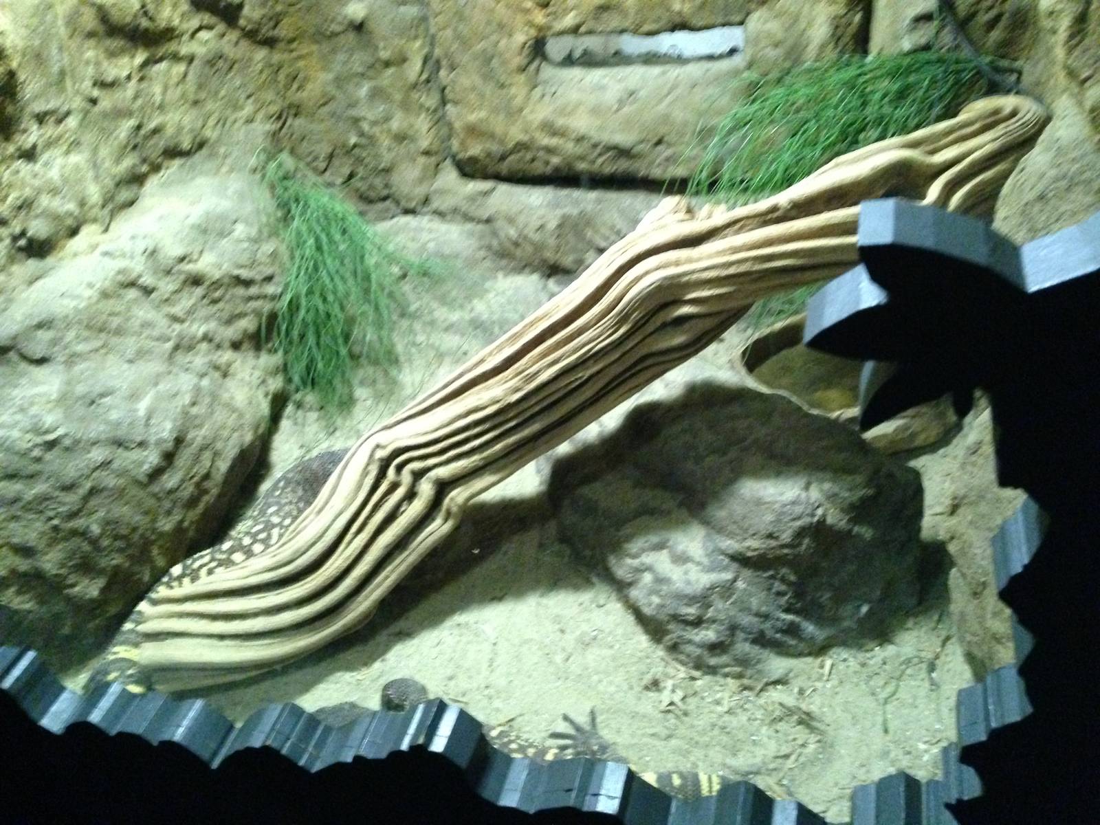 Beaded Lizard Exhibit at Blue Planet Aquarium - 05/10/2013