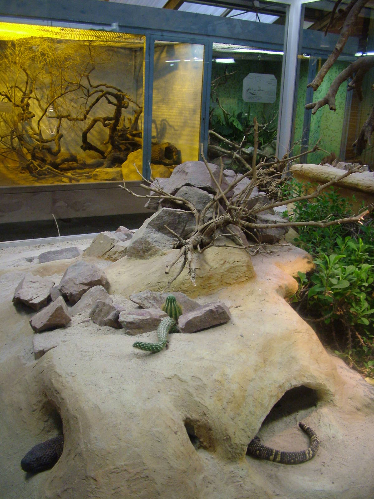 Beaded Lizard Exhibit at Darmstadt, 30/08/10