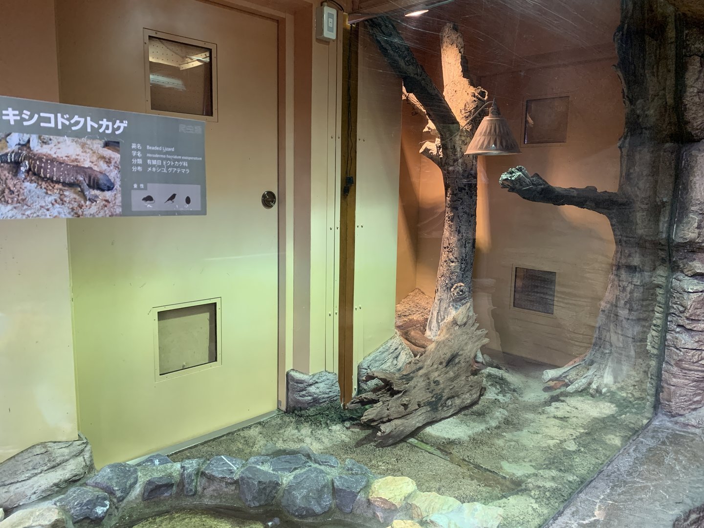 Beaded Lizard Exhibit