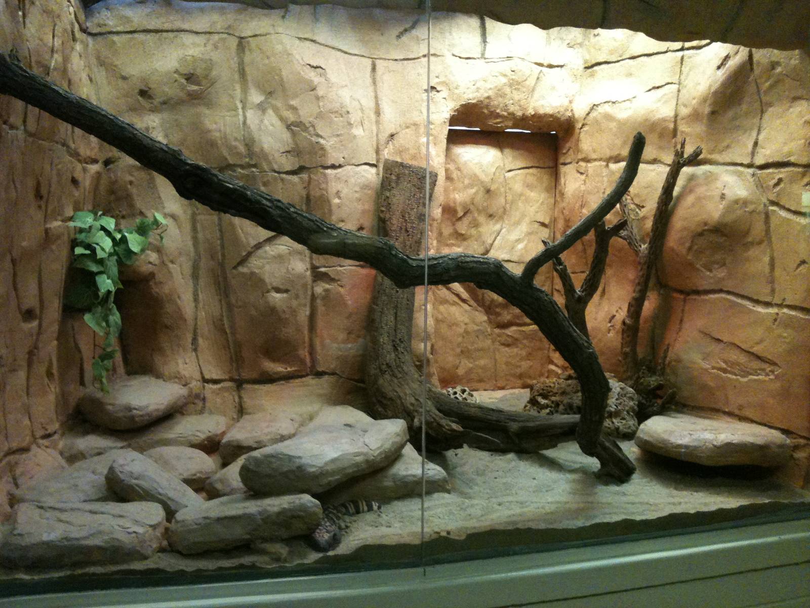 Beaded Lizard/Gilla Monster