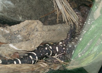 Beaded Lizard (Heloderma horridum)
