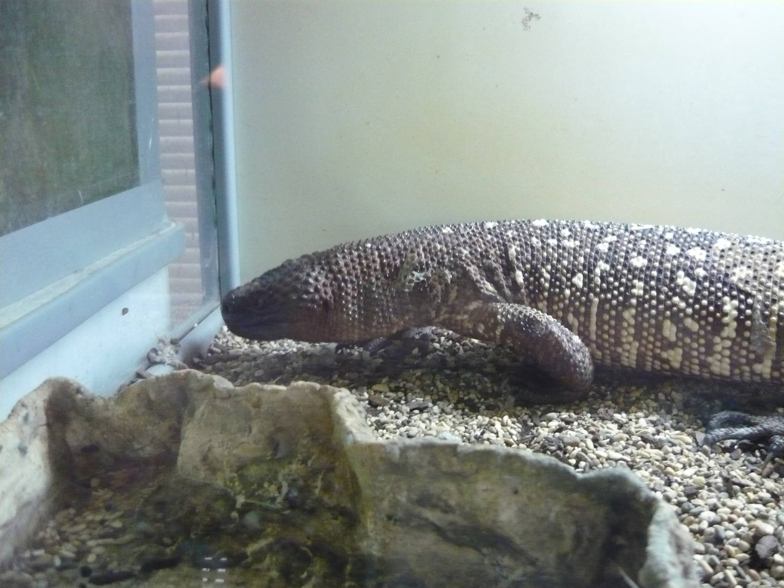 Beaded lizard (Heloderma horridum)